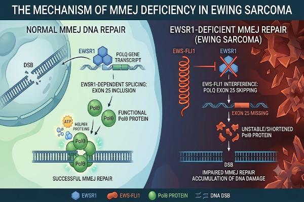 In Ewing Sarcoma EWS-FLI1 Causes A Defect In Microhomology-Mediated End Joining (MMEJ) Repair